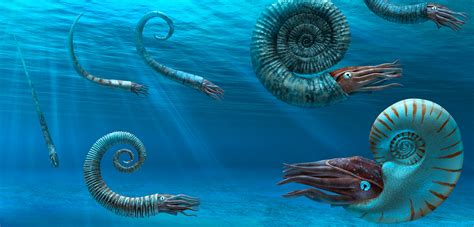 who are the ammonites now.